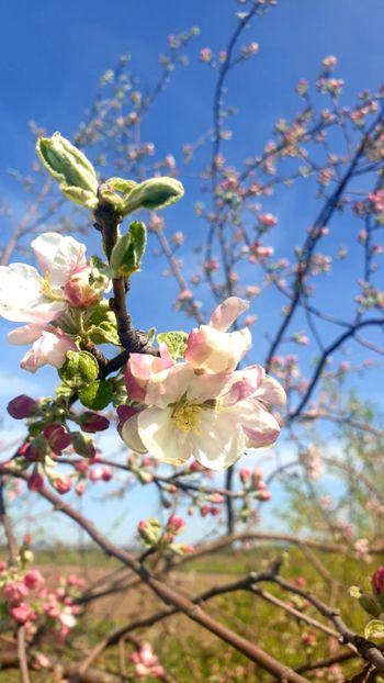  - Universul si Natura