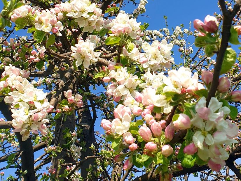  - Universul si Natura