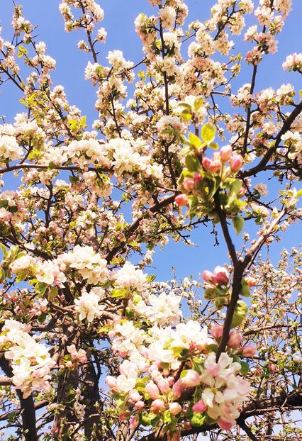  - Universul si Natura