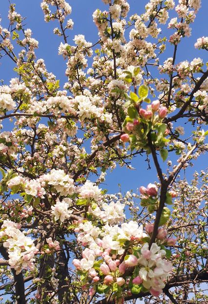  - Universul si Natura