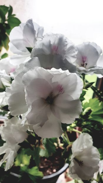  - Universul si Natura