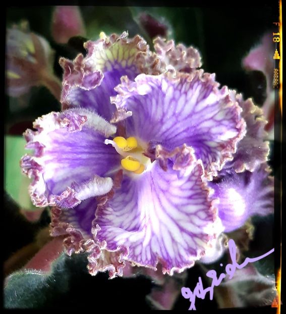 RM Vasilisa - AA Frunze de violete