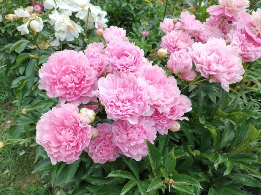 Alexander Fleming - 9-Bujori