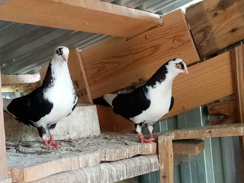  - Jucători de Galati