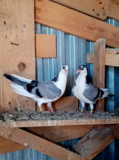  - Jucători de Galati