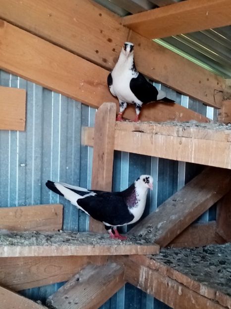  - Jucători de Galati