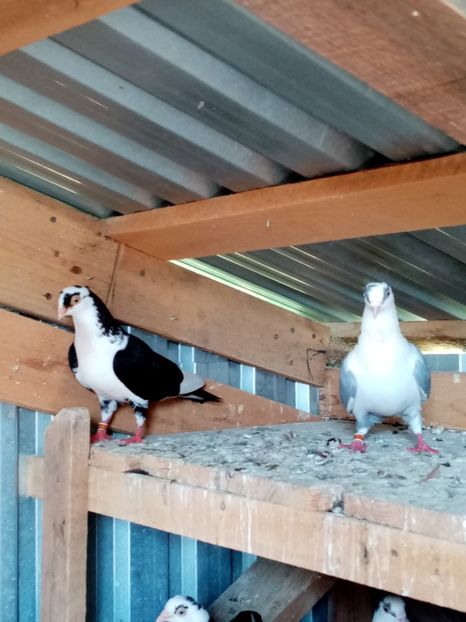  - Jucători de Galati