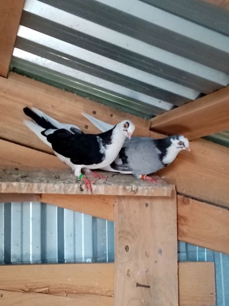  - Jucători de Galati