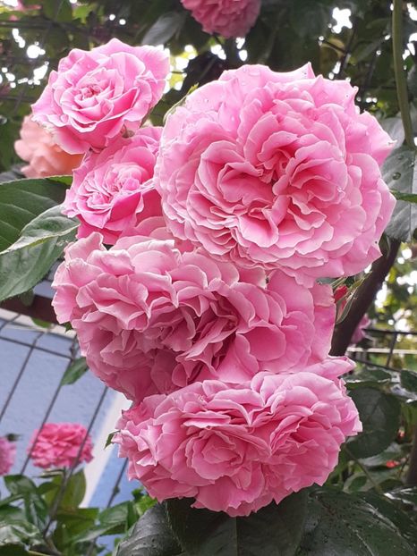  - Heillige Elisabeth 2023