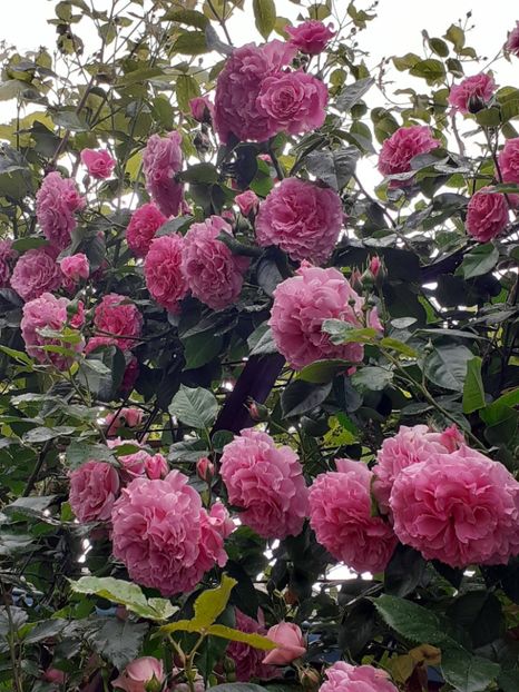  - Heillige Elisabeth 2023