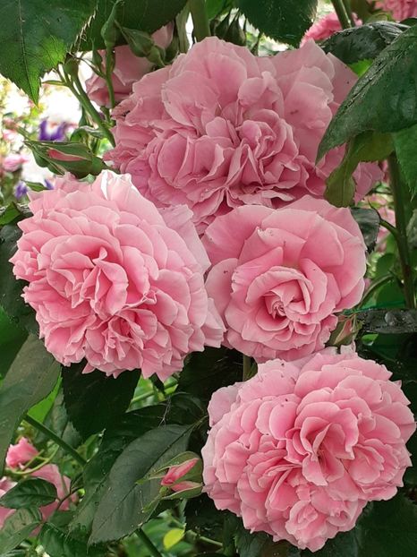 20230527_174140(0) - Heillige Elisabeth 2023