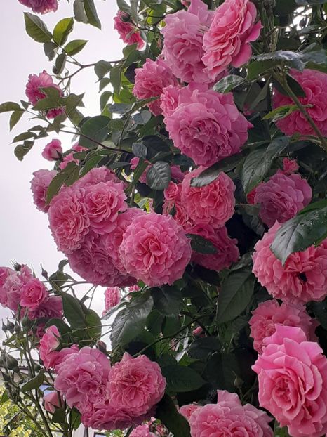  - Heillige Elisabeth 2023