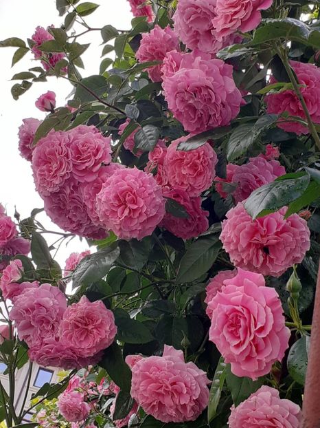  - Heillige Elisabeth 2023