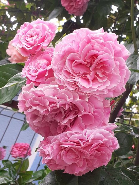  - Heillige Elisabeth 2023