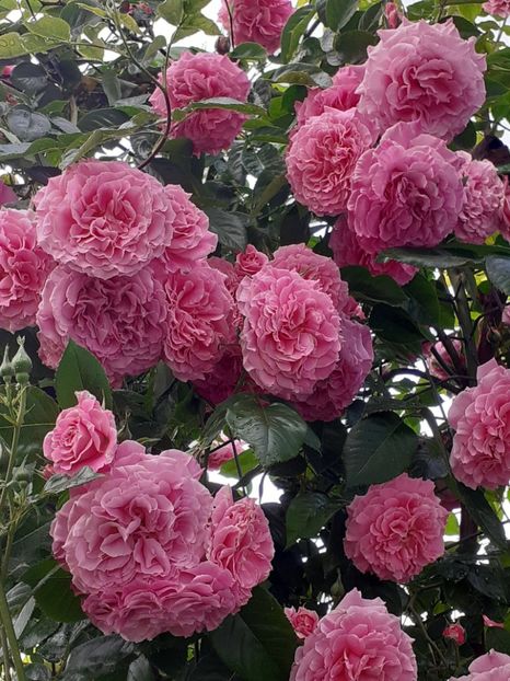  - Heillige Elisabeth 2023