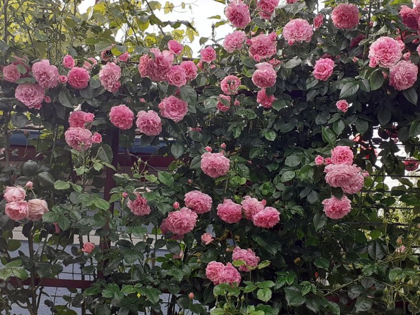  - Heillige Elisabeth 2023