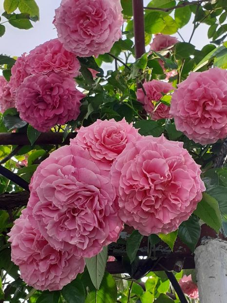  - Heillige Elisabeth 2023