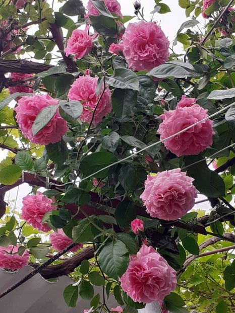  - Heillige Elisabeth 2023