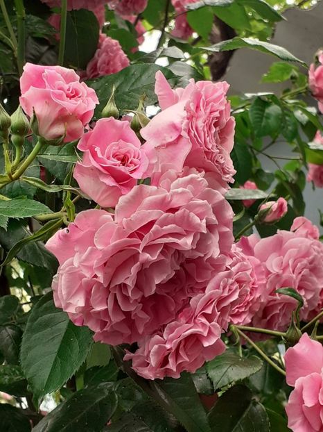  - Heillige Elisabeth 2023