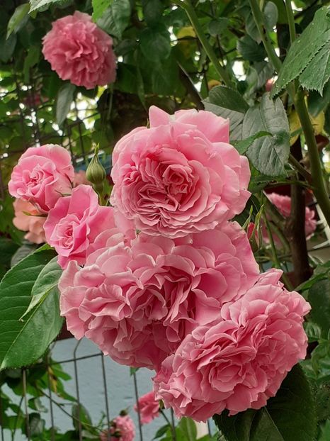  - Heillige Elisabeth 2023