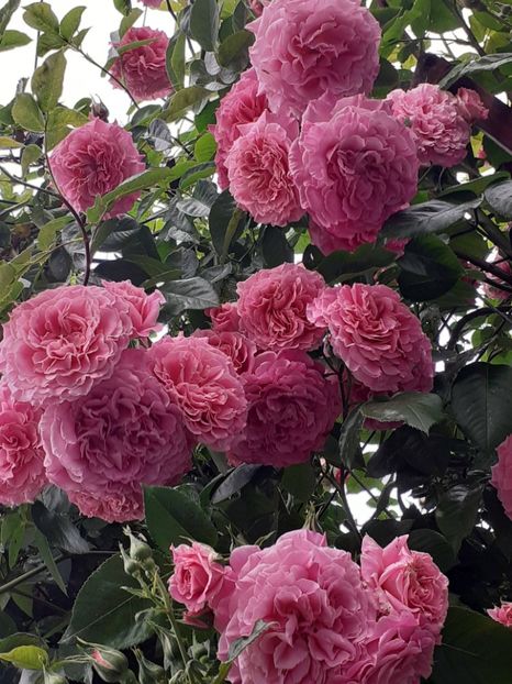  - Heillige Elisabeth 2023