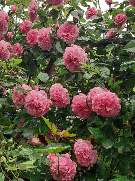  - Heillige Elisabeth 2023