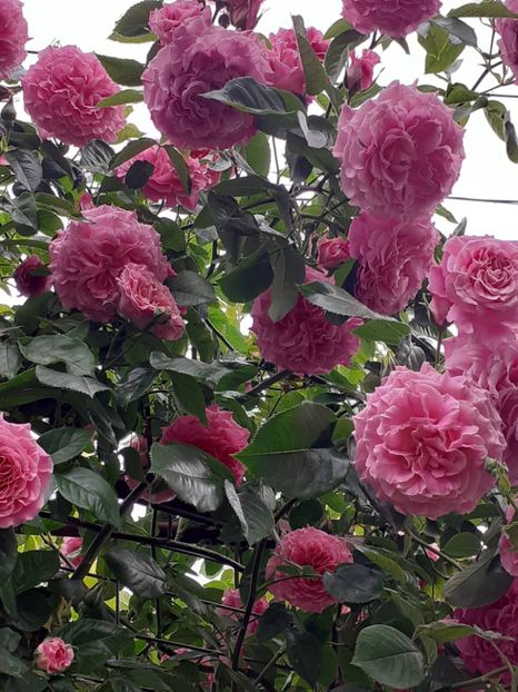  - Heillige Elisabeth 2023