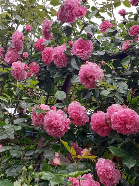  - Heillige Elisabeth 2023