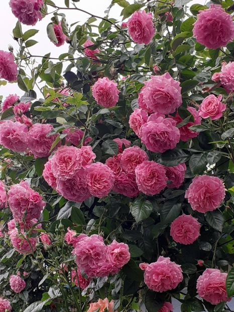  - Heillige Elisabeth 2023