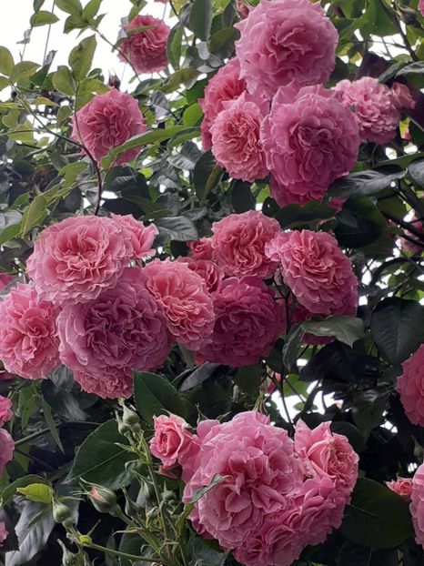  - Heillige Elisabeth 2023