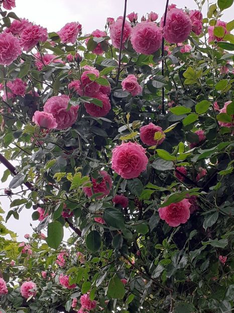  - Heillige Elisabeth 2023