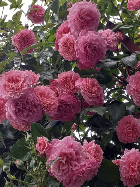  - Heillige Elisabeth 2023