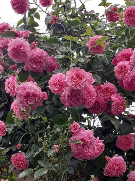  - Heillige Elisabeth 2023