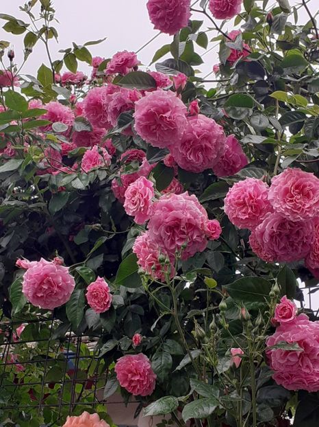  - Heillige Elisabeth 2023