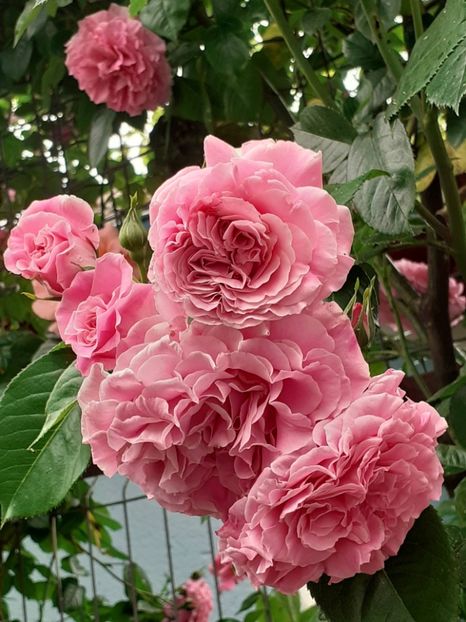  - Heillige Elisabeth 2023