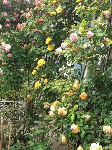  - 01 - TRANDAFIRI 2023