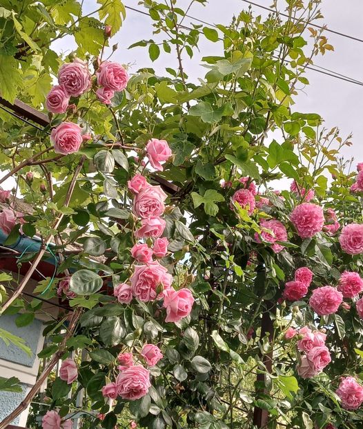  - 01 - TRANDAFIRI 2023