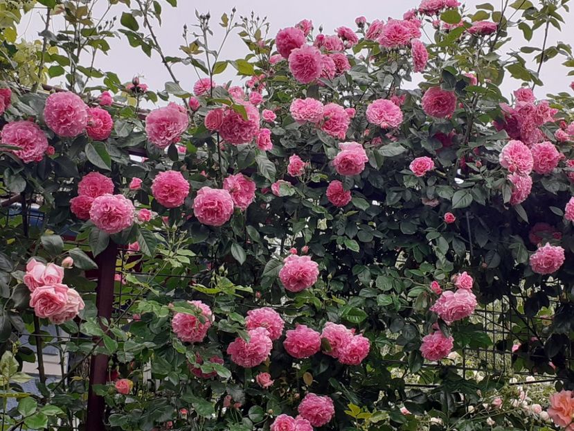  - 01 - TRANDAFIRI 2023