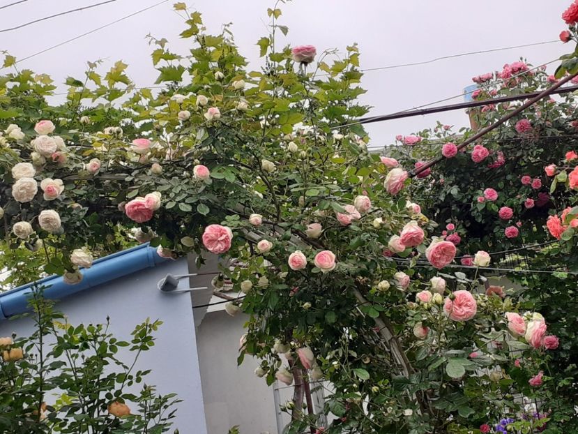  - 01 - TRANDAFIRI 2023