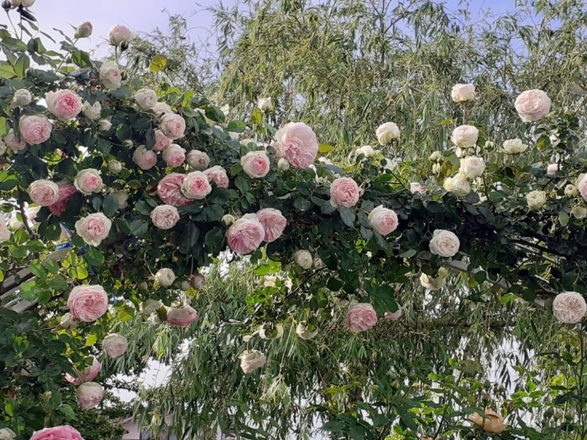  - 01 - TRANDAFIRI 2023