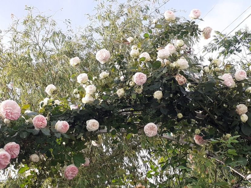  - 01 - TRANDAFIRI 2023