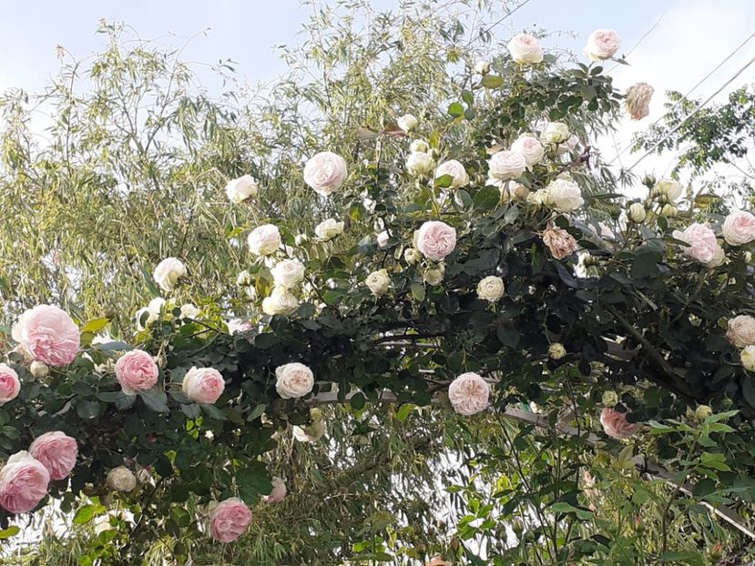  - 01 - TRANDAFIRI 2023