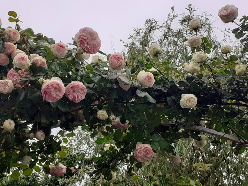  - 01 - TRANDAFIRI 2023