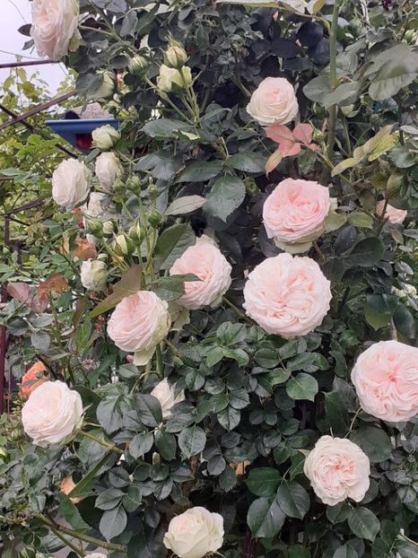  - 01 - TRANDAFIRI 2023