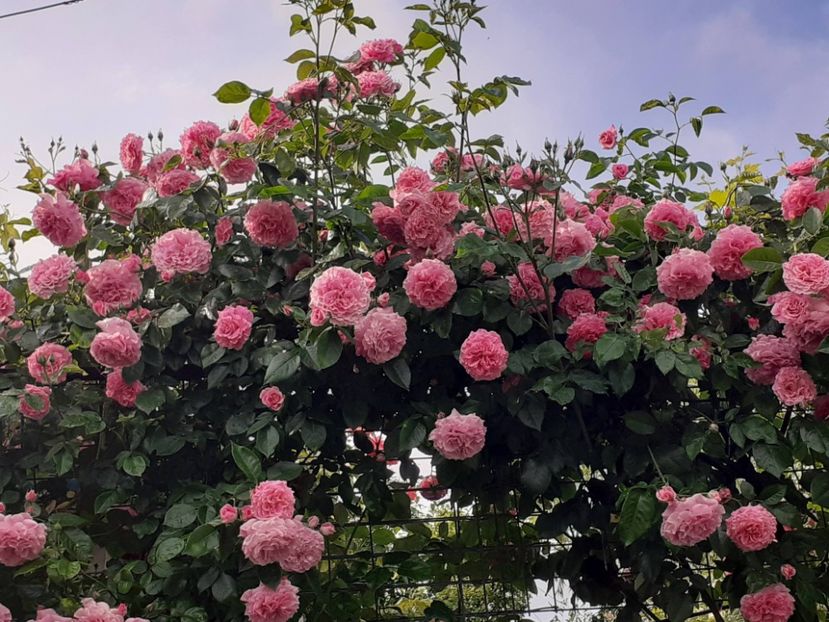  - 01 - TRANDAFIRI 2023