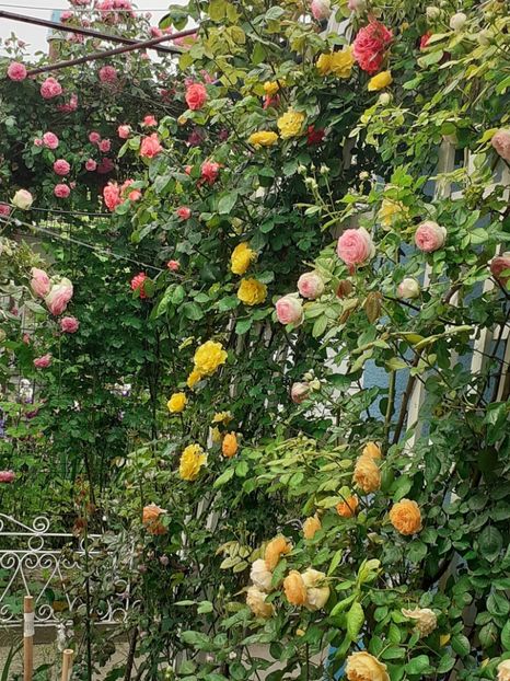  - 01 - TRANDAFIRI 2023