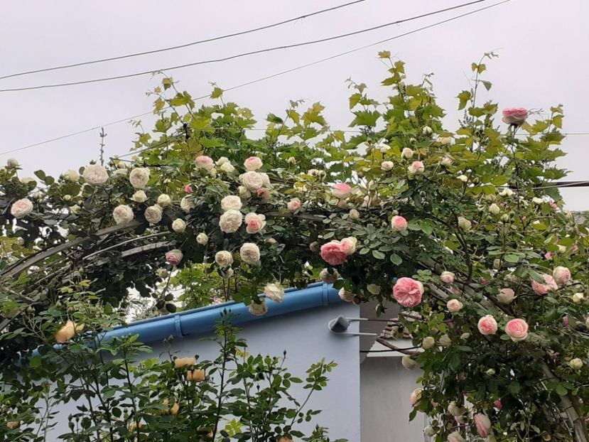  - 01 - TRANDAFIRI 2023