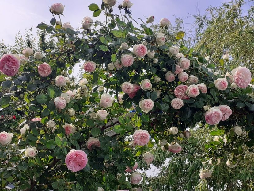  - 01 - TRANDAFIRI 2023