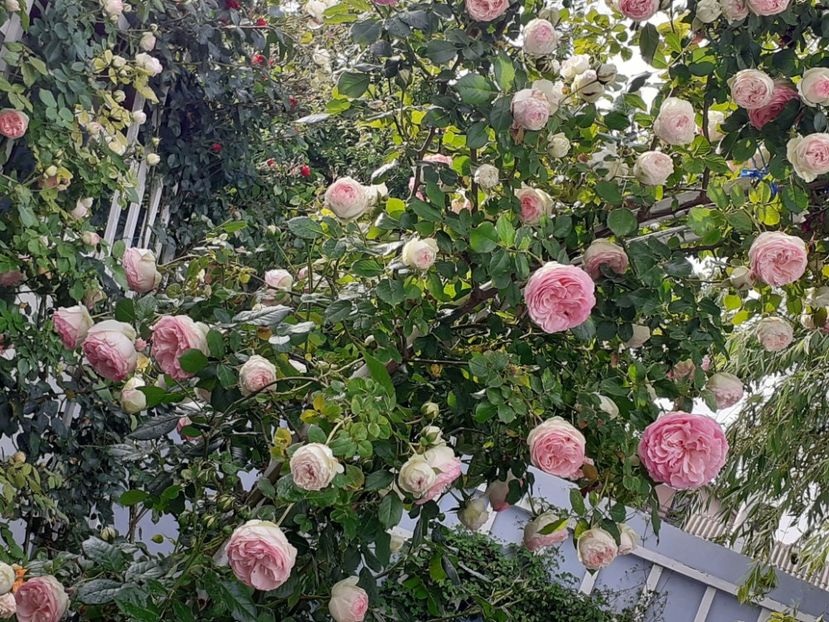  - 01 - TRANDAFIRI 2023