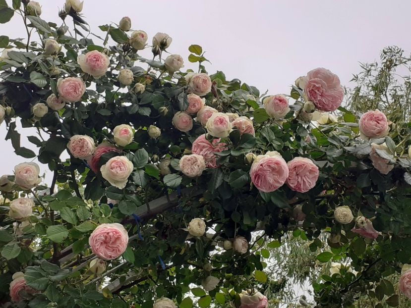  - 01 - TRANDAFIRI 2023